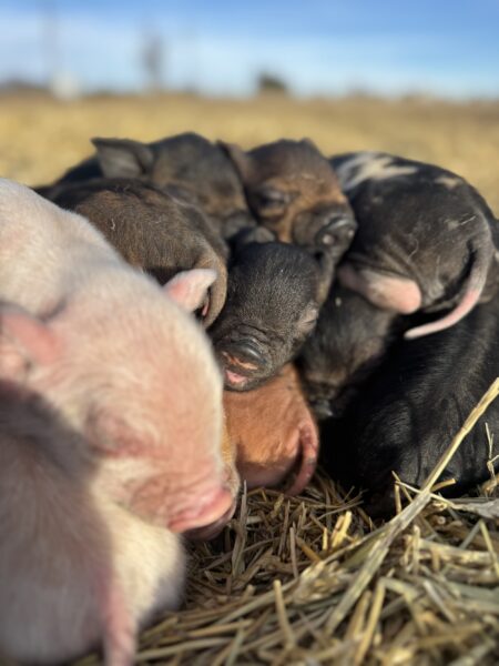 A group of adorable piglets snuggled together in a straw field, showcasing their variety of colors and textures under a clear blue sky.