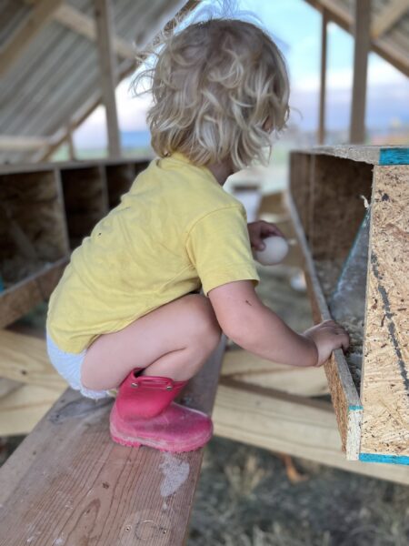 Child in a yellow shirt and pink boots crouching on a wooden bench inside a chicken coop, reaching for an egg in a nesting box. The setting features rustic wooden structures and a rural landscape in the background.