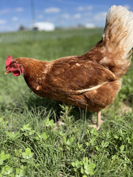 Brown hen foraging in a green pasture under a blue sky, showcasing a healthy free-range environment.