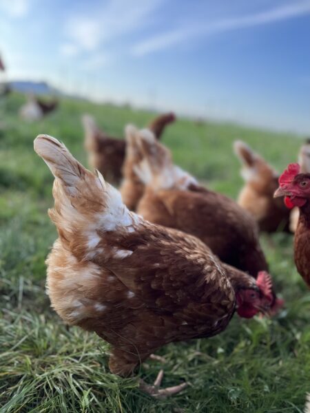 Free-range hens foraging in a grassy field under a clear blue sky, showcasing their brown feathers and vibrant red combs.