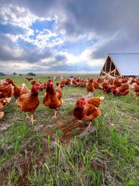 Free-range chickens foraging in a grassy field under a cloudy sky, with a wooden coop in the background. The image captures the natural habitat and healthy environment of the chickens.