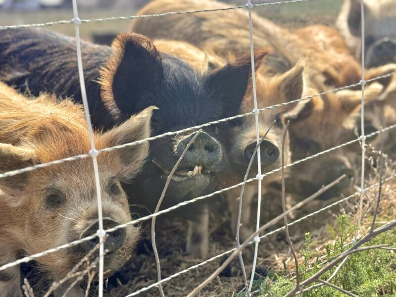 Group of pigs, including a black and brown one, gathered together by a fence, with some peeking through the gaps. The scene highlights their curious expressions and natural habitat, showcasing farm life.