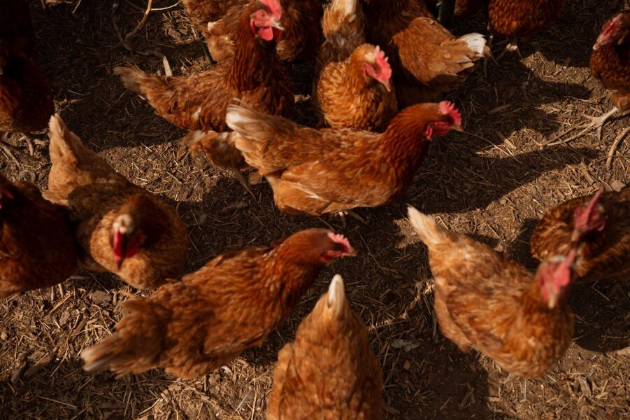 A flock of brown hens foraging on the ground, surrounded by straw and dirt, highlighting their natural habitat in a farm setting.
