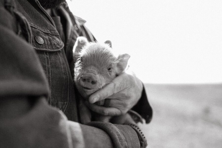 A person holding a small piglet in their arms, showcasing a bond between humans and animals in a rustic setting. The image highlights the tenderness and care in animal husbandry, emphasizing the importance of farm life and animal welfare.
